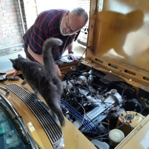 Adrian Gurrie cat giving a hand but we still didn't get it started